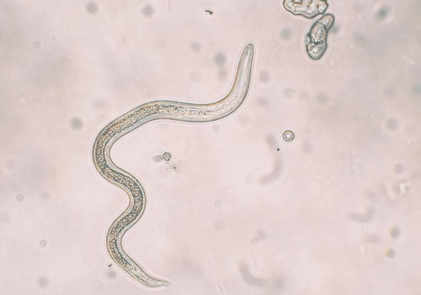 Parasiten Protokoll nach Dr. Raw - 15.03.2024